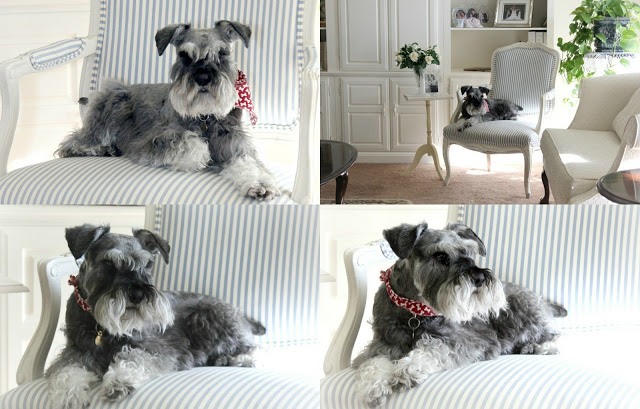 Welcome or unwelcome? Our schnauzer isn't sure about all the Halloween visitors that dare approach our front door as he faithfully guards the premises.