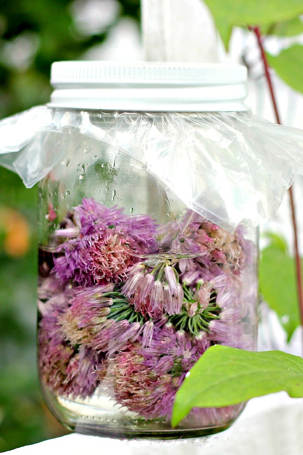 As the herb garden chives begin to bloom, gather the blossoms to make easy herbal Chive Blossom Vinegar with a delicate onion flavor. Use it when making salad dressings, marinades or whenever vinegar is an ingredient.