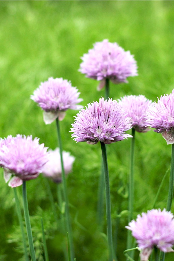 Chives are such a great addition to the herb garden. Requiring little attention, this hardy perennial is pretty, easy to grow and has many culinary uses. 