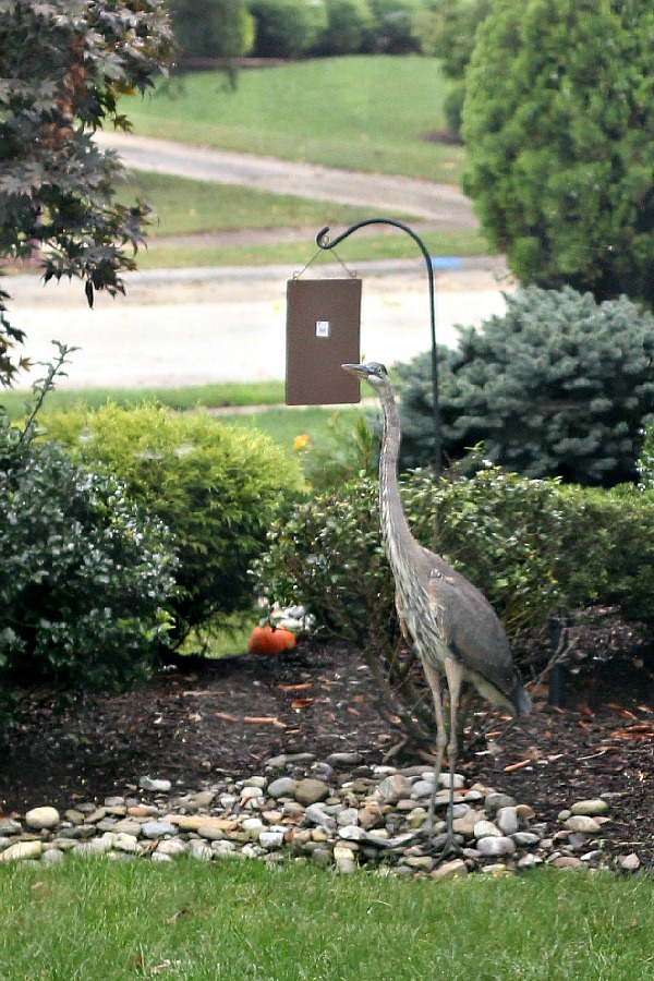 Blue Heron - gone. Yes, a blue heron bird showed up and when I took a look, all of the goldfish in my tiny pond were ~ GONE!