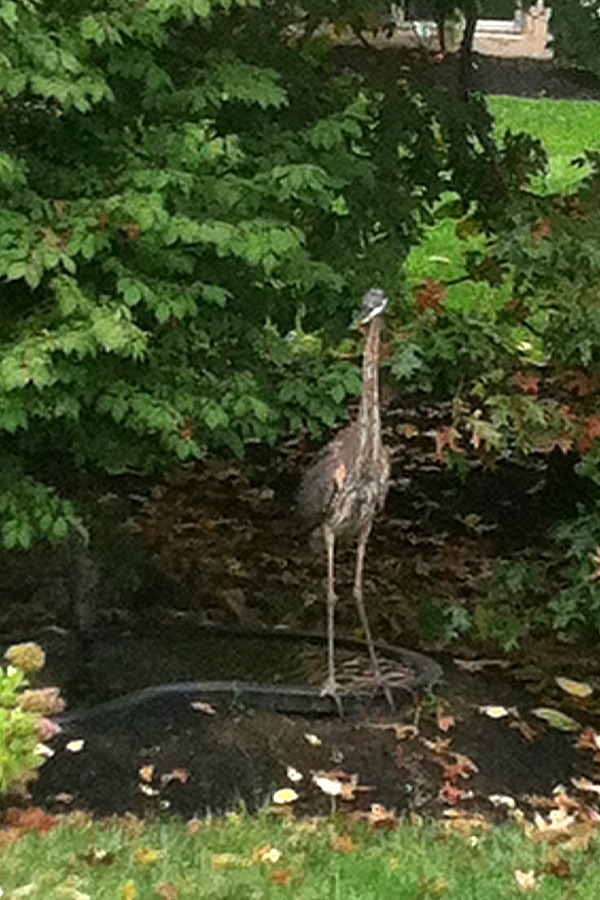 Blue Heron - gone. Yes, a blue heron bird showed up and when I took a look, all of the goldfish in my tiny pond were ~ GONE!