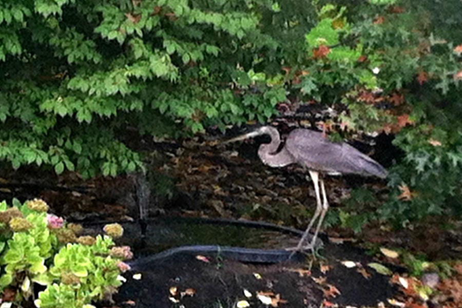 Blue Heron - gone. Yes, a blue heron bird showed up and when I took a look, all of the goldfish in my tiny pond were ~ GONE!