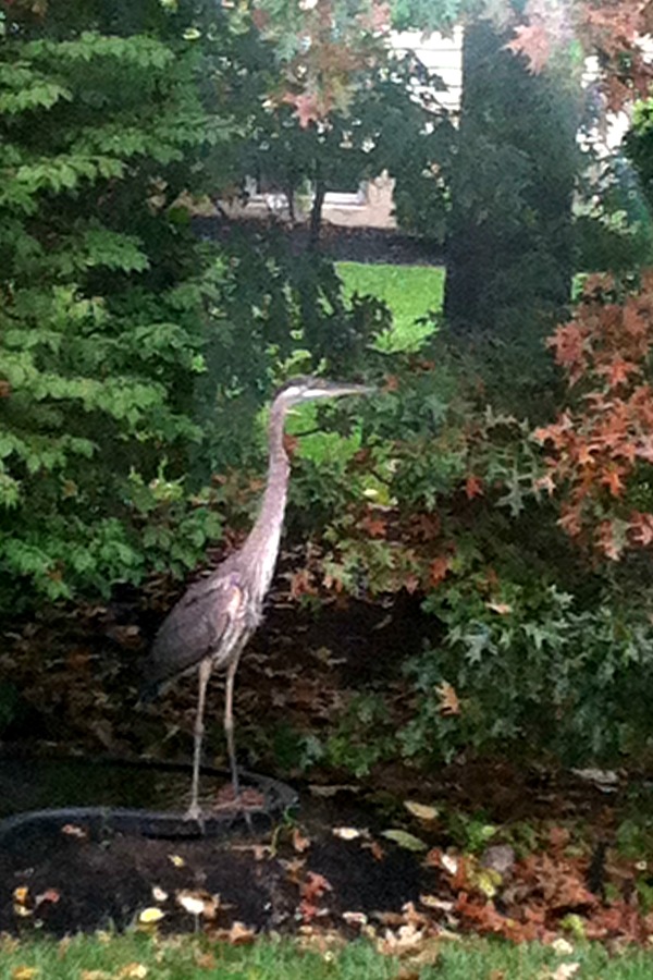 Blue Heron - gone. Yes, a blue heron bird showed up and when I took a look, all of the goldfish in my tiny pond were ~ GONE!