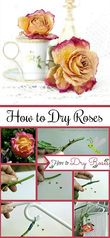 There's nothing lovelier than fresh cut flowers gracing your table or brightening a place in your home. But even after the blossoms begin to fade, you can continue to enjoy their beauty by drying them. This how to dry roses technique couldn't be easier. Use for crafts projects, embellishing gift packages and food gifts.