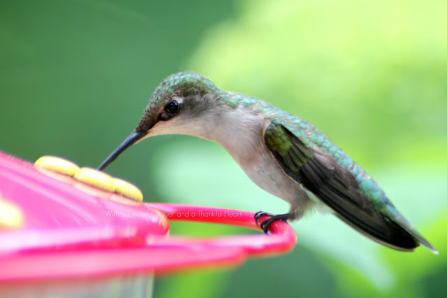 Fast and fascinating hummingbirds visiting the feeder for nectar entertain and delight as we watch their activity. Poem by Emily Dickinson and Robert Frost.