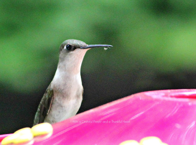 Fast and fascinating hummingbirds visiting the feeder for nectar entertain and delight as we watch their activity. Poem by Emily Dickinson and Robert Frost.