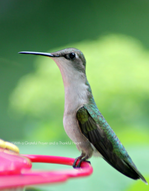 Fast and fascinating hummingbirds visiting the feeder for nectar entertain and delight as we watch their activity. Poem by Emily Dickinson and Robert Frost.