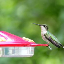 hummingbirds