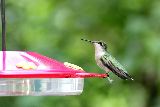 Fast and fascinating hummingbirds visiting the feeder for nectar entertain and delight as we watch their activity. Poem by Emily Dickinson and Robert Frost.