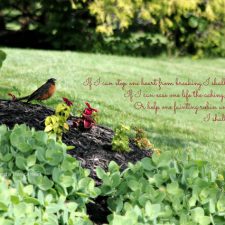 robin in the garden