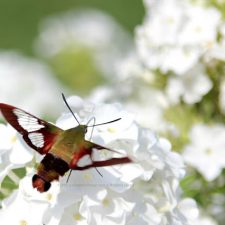 Hummingbird Moth