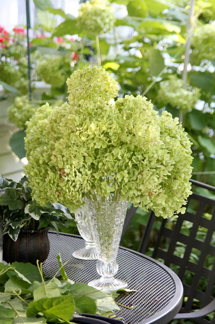 Hydrangea flowers fade into lovely, muted colors. Showing how I dry hydrangea blossoms to use in arrangements to enjoy through the winter. 