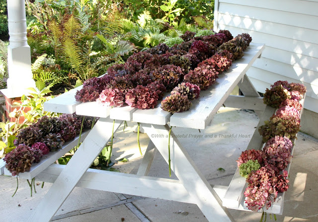 Hydrangea flowers fade into lovely, muted colors. Showing how I dry hydrangea blossoms to use in arrangements to enjoy through the winter. 