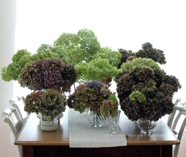 Hydrangea flowers fade into lovely, muted colors. Showing how I dry hydrangea blossoms to use in arrangements to enjoy through the winter. 