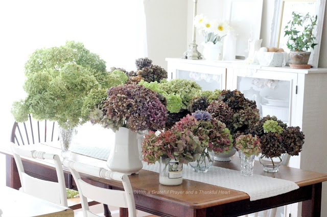 Hydrangea flowers fade into lovely, muted colors. Showing how I dry hydrangea blossoms to use in arrangements to enjoy through the winter. 