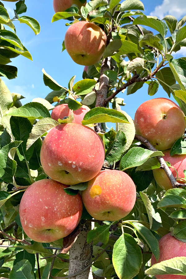 Empire and Fuji apple picking Johnson's farm 