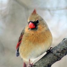 Cardinal in Winter