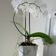 Orchids in bloom