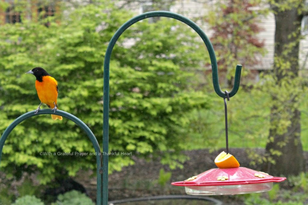 Beautiful orange and black Baltimore Oriole visits a hummingbird feeder in the yard during early spring. Hoping to entice them to stay.