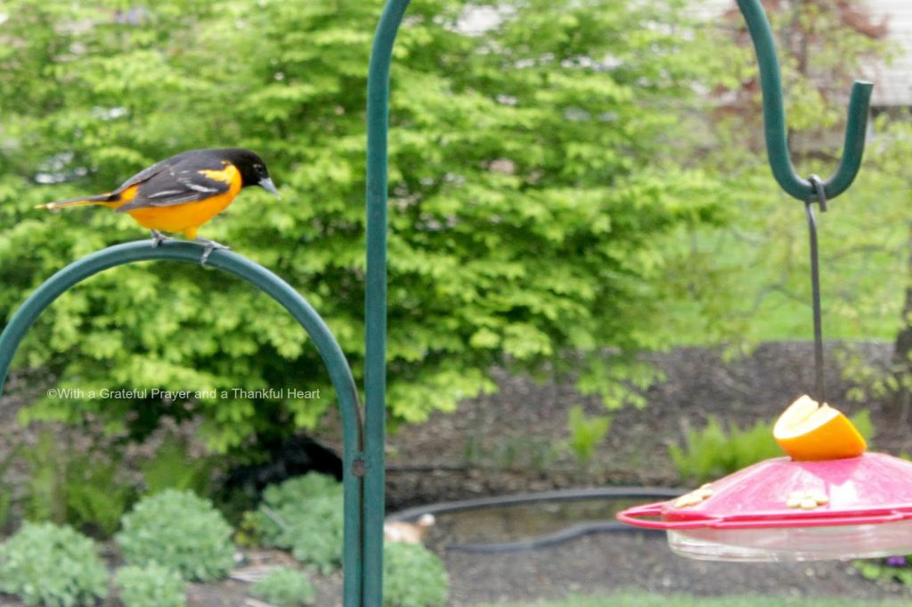 Beautiful orange and black Baltimore Oriole visits a hummingbird feeder in the yard during early spring. Hoping to entice them to stay.