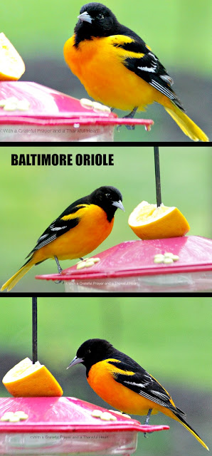 Beautiful orange and black Baltimore Oriole visits a hummingbird feeder in the yard during early spring. Hoping to entice them to stay.