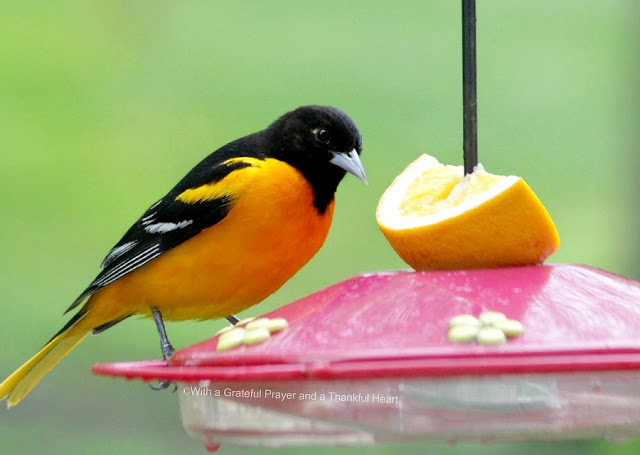 Beautiful orange and black Baltimore Oriole visits a hummingbird feeder in the yard during early spring. Hoping to entice them to stay.