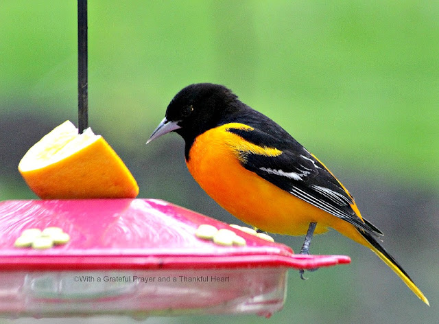 Beautiful orange and black Baltimore Oriole visits a hummingbird feeder in the yard during early spring. Hoping to entice them to stay.