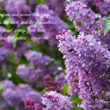 lilacs