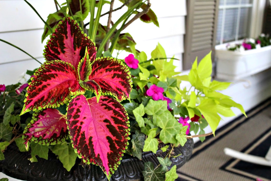 Redoing a garage sale urn was a DIY project that resulted in a beautiful, farmhouse style porch planter for spring garden flowers with lots of curb appeal. Shade loving annual coleus does exceptionally well.