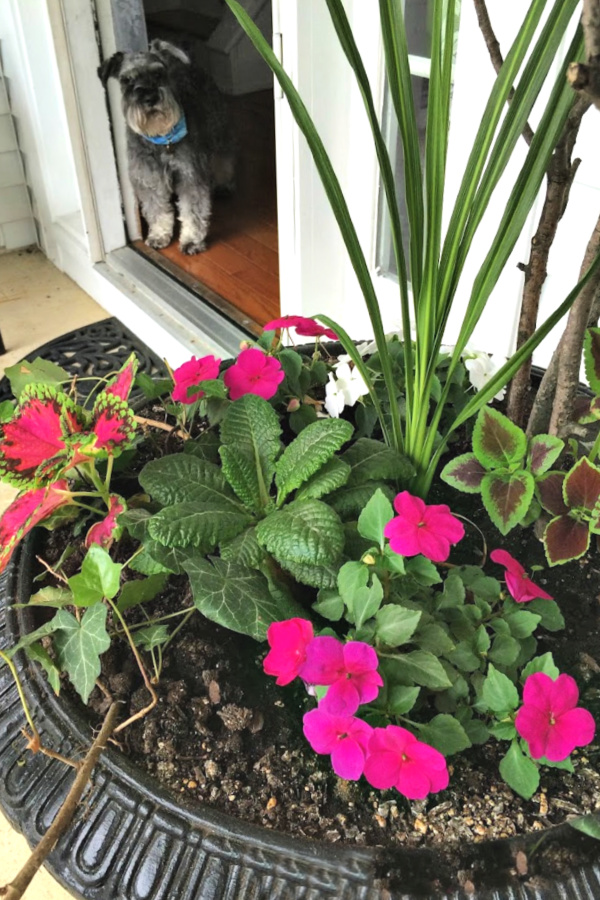 A garage sale urn was a DIY project. A little work and a new coat of paint resulted in a beautiful, farmhouse style porch planter for spring garden flowers with lots of curb appeal. Shade loving annuals flowers and coleus do exceptionally well.