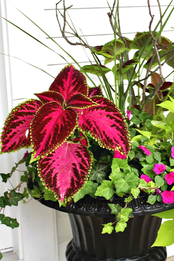 A garage sale urn was a DIY project. A little work and a new coat of paint resulted in a beautiful, farmhouse style porch planter for spring garden flowers with lots of curb appeal. Shade loving annuals flowers and coleus do exceptionally well.