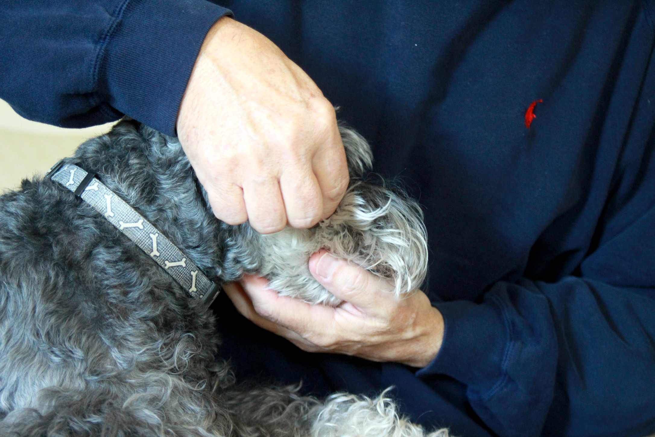 After two costly dental cleanings at the veterinarian, I learned to clean my dog's teeth and it is easier than I thought.