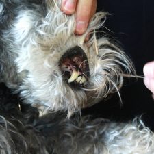 How to Brush Your Dog’s Teeth