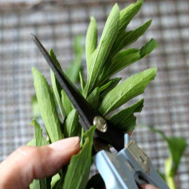 After purchasing a plant and growing it in the herb garden, harvesting the leaves and then experimenting with Stevia as an alternative sweetener.