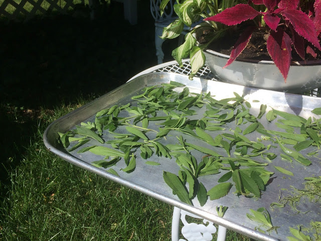 After purchasing a plant and growing it in the herb garden, harvesting the leaves and then experimenting with Stevia as an alternative sweetener.