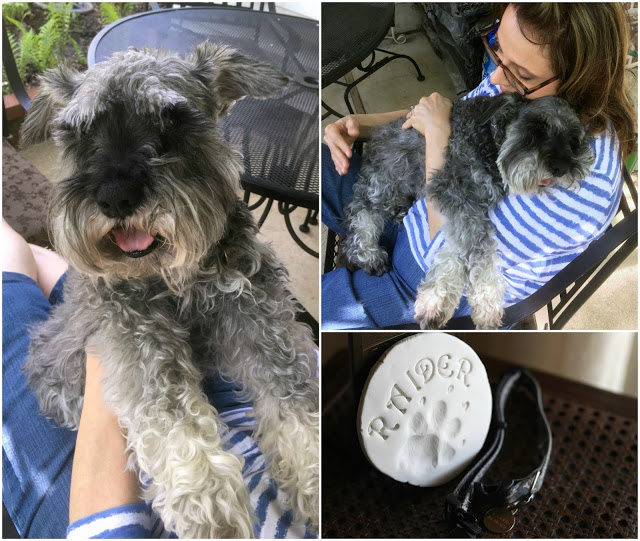 A visit to the vet to see why our miniature schnauzer dog was frequently falling, revealed a diagnosis of Sick Sinus Syndrome, a disease of the heart that eventually took his life.