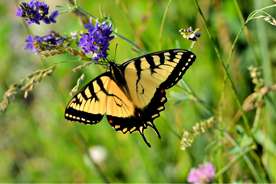 swallowtail butterfly