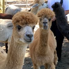 Jersey Shore Alpacas