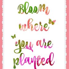 Bloom Where You Are Planted