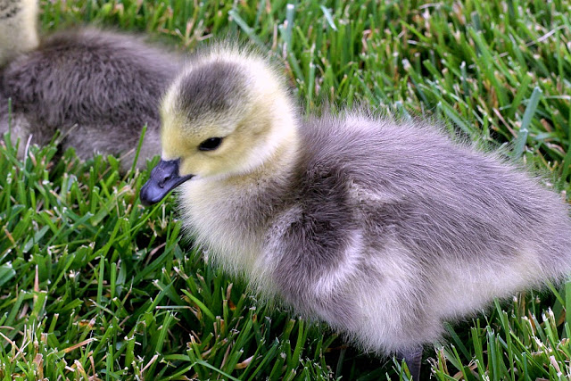 All Creatures Great and Small Gosling Cuteness Overload. Soft and fluffy baby geese are relocated to a local wildlife refuge. 