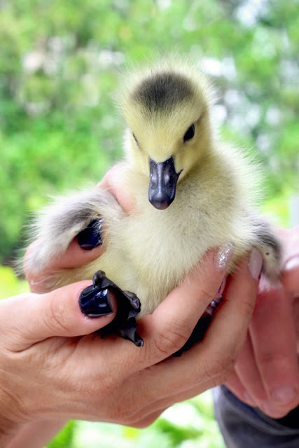 All Creatures Great and Small Gosling Cuteness Overload. Soft and fluffy baby geese are relocated to a local wildlife refuge. 