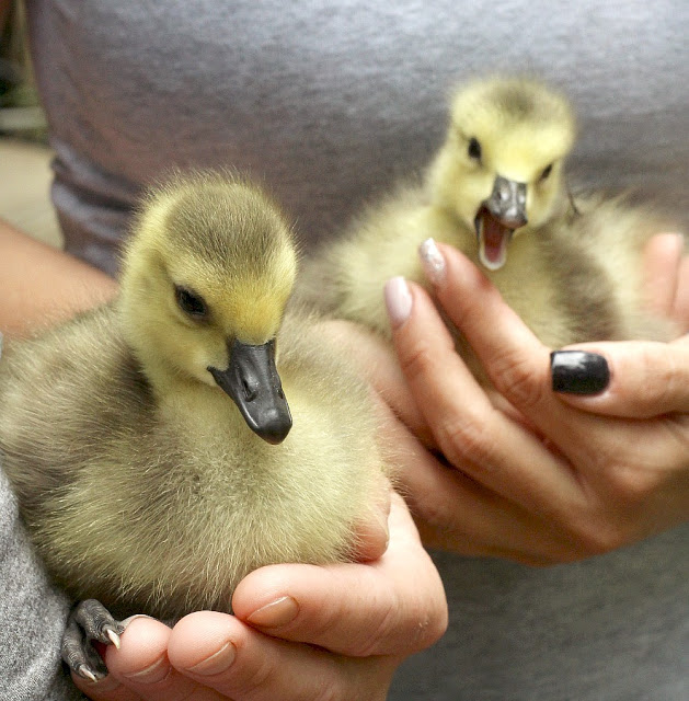 All Creatures Great and Small Gosling Cuteness Overload. Soft and fluffy baby geese are relocated to a local wildlife refuge. 