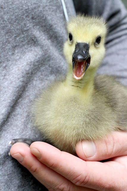 All Creatures Great and Small Gosling Cuteness Overload. Soft and fluffy baby geese are relocated to a local wildlife refuge. 