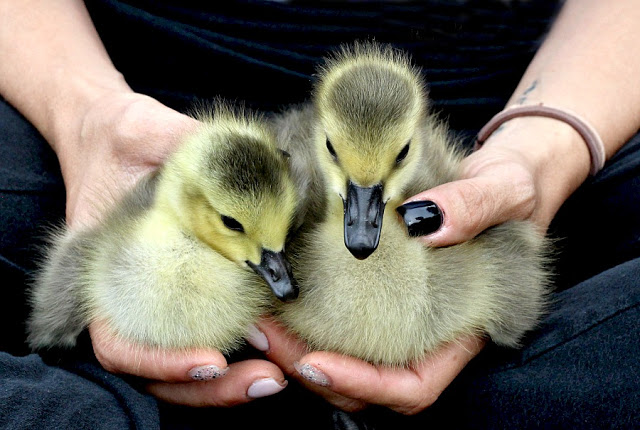 All Creatures Great and Small Gosling Cuteness Overload. Soft and fluffy baby geese are relocated to a local wildlife refuge. 