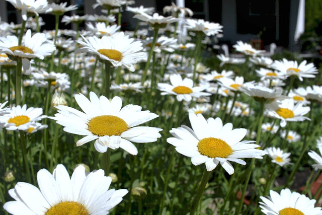 I can share my daisies with you. Shasta Daisies Gift Tags Free printable gift tags with poem for gift-giving.