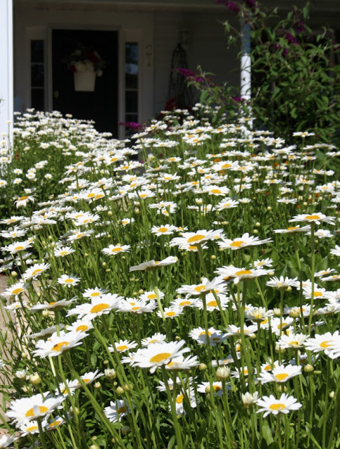 Shasta Daisies perennial flowers from division garden chores