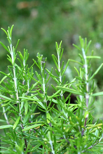 Rosemary is a perennial herb and easy to propagate from stem cuttings to make more plants. Rosemary infuses lots of flavor in cooking but it also is a lovely ingredient in this light and clean-smelling, simmering potpourri. Learn to propagate rosemary and make a simmering potpourri from it.