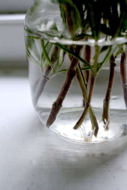 Rosemary is a perennial herb and easy to propagate from stem cuttings to make more plants. Rosemary infuses lots of flavor in cooking but it also is a lovely ingredient in this light and clean-smelling, simmering potpourri. Learn to propagate rosemary and make a simmering potpourri from it.