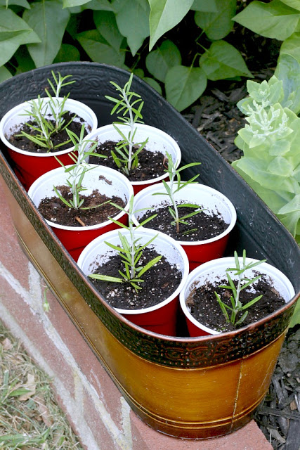 Rosemary is a perennial herb and easy to propagate from stem cuttings to make more plants. Rosemary infuses lots of flavor in cooking but it also is a lovely ingredient in this light and clean-smelling, simmering potpourri. Learn to propagate rosemary and make a simmering potpourri from it.