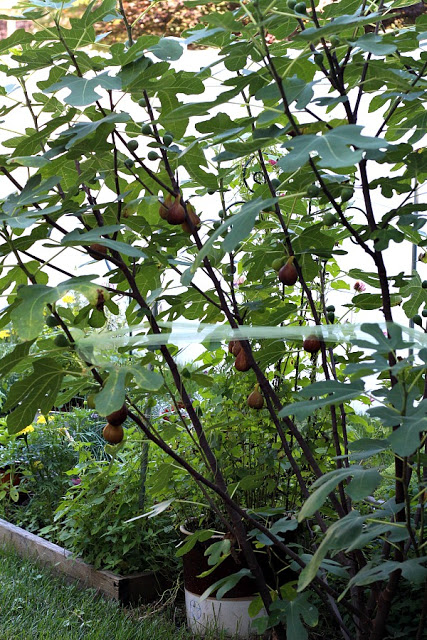 Fig preserves made from figs harvested from backyard fig tree is easy to make and delicious on muffins, toast and even with crackers and cheese.